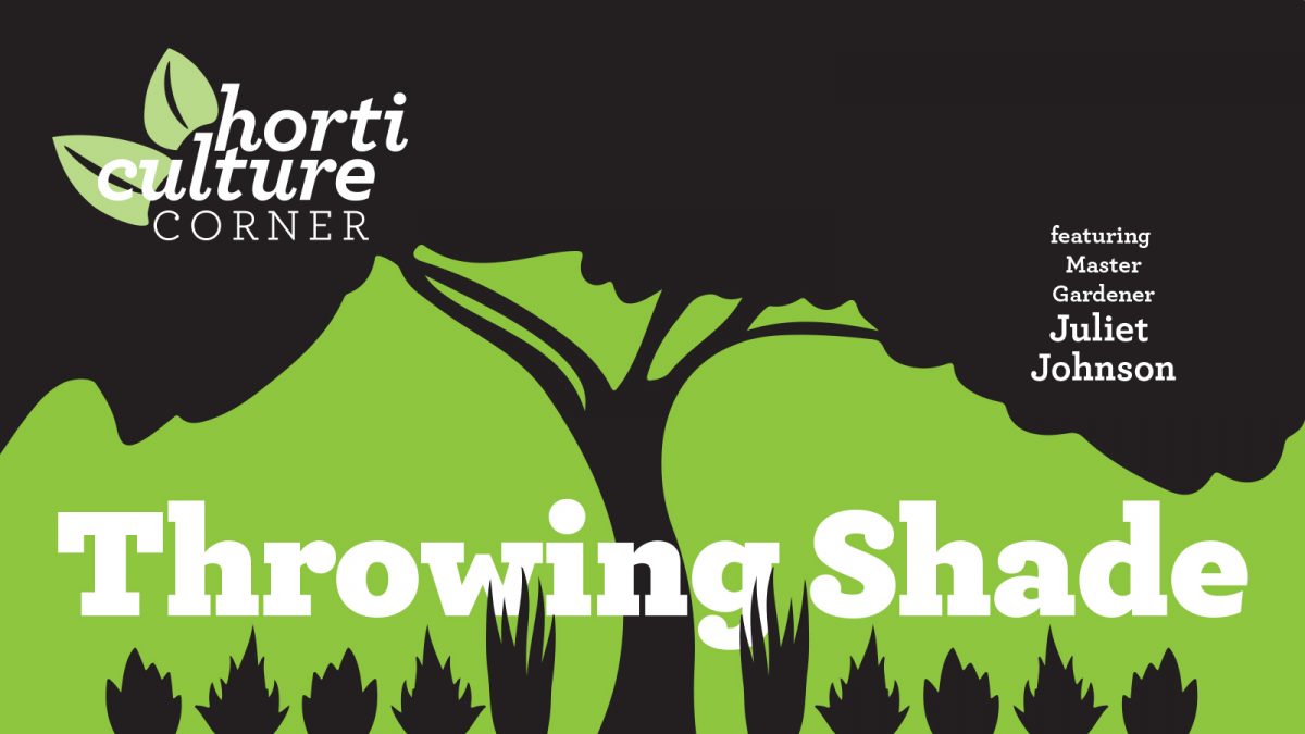 Horticulture Corner Throwing Shade Garden Club of Jacksonville