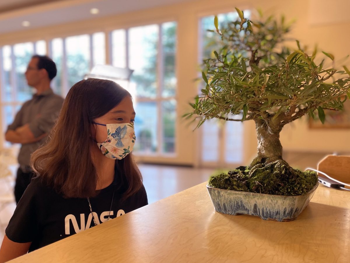 Horticulture Corner Bonsai! Garden Club of Jacksonville